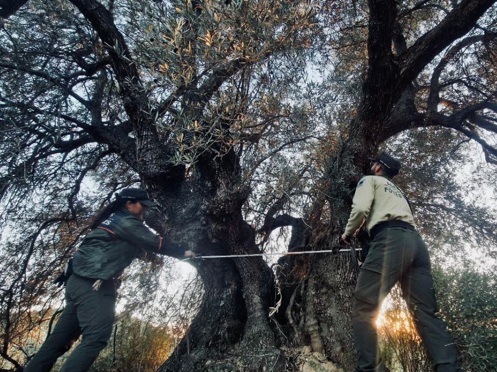 Descubren en Campo Real un olivo «gigante» que será catalogado como árbol singular 