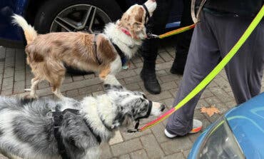 La Policía de Torrejón rescata a dos perros atrapados en el interior de un vehículo 