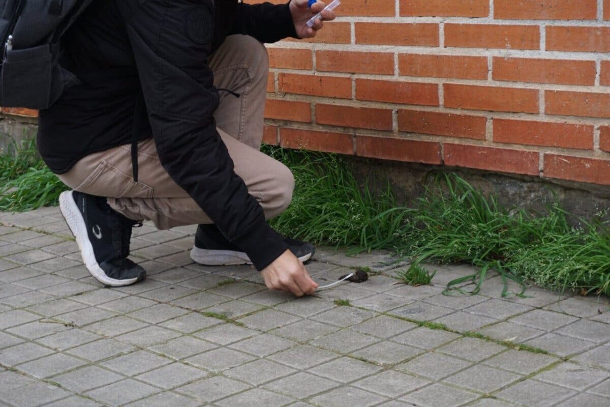 Alcalá de Henares tramitó 206 multas por el ADN canino en 2024