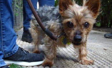 Multas de hasta 3.000 euros en Alcalá de Henares por no limpiar los orines de los perros 