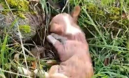 Escalofriante caso de maltrato animal en Madrid: hallan tres perros muertos y otros 11 heridos