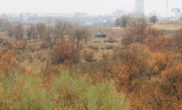 Alcalá de Henares planta 2.550 árboles y arbustos en el entorno del río Torote y el arroyo Bañuelos