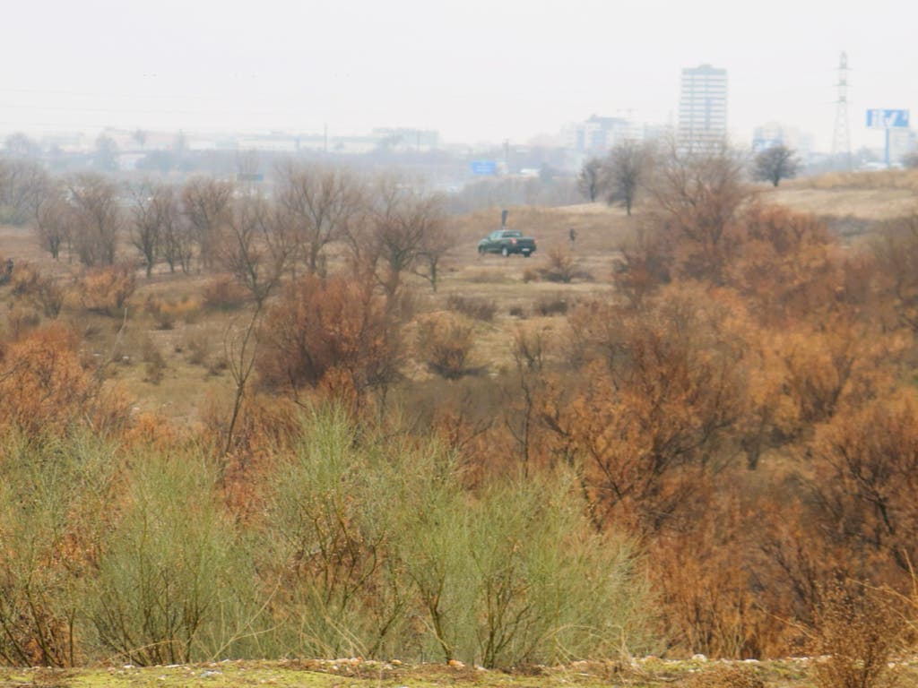 Alcalá de Henares planta 2.550 árboles y arbustos en el entorno del río Torote y el arroyo Bañuelos