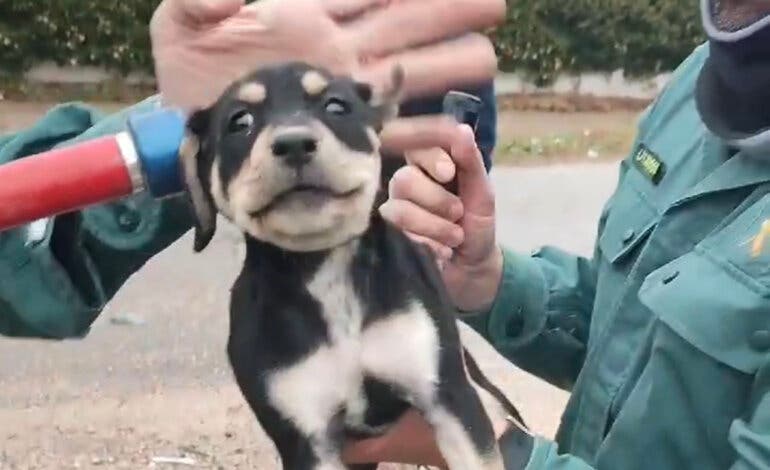 Rescatan a un cachorro de perro que arrojaron a un contenedor soterrado en Perales de Tajuña