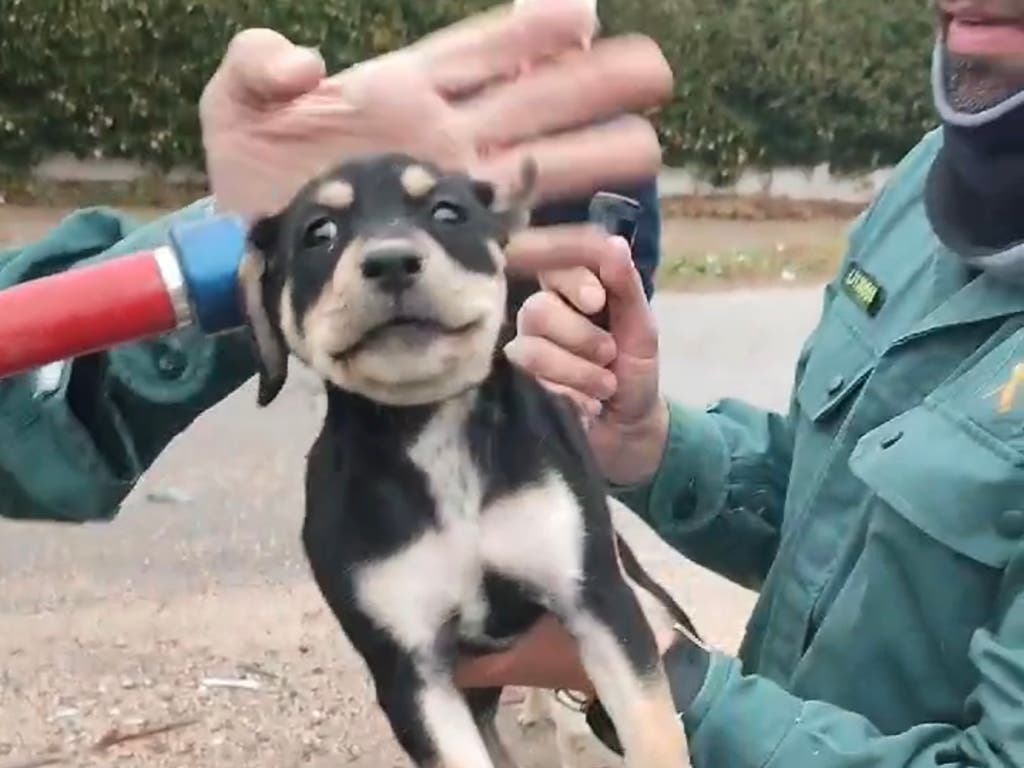 Rescatan a un cachorro de perro que arrojaron a un contenedor soterrado en Perales de Tajuña