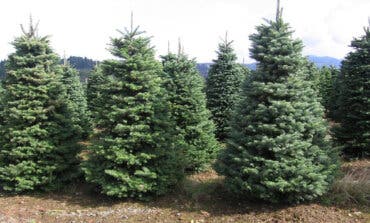 Torrejón de Ardoz recoge un año más los abetos navideños de los vecinos para replantarlos en zonas verdes de la ciudad