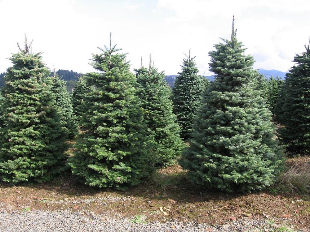 Torrejón de Ardoz recoge un año más los abetos navideños de los vecinos para replantarlos en zonas verdes de la ciudad
