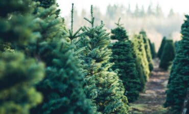 La Comunidad de Madrid recuerda la prohibición de replantar en el monte los abetos navideños
