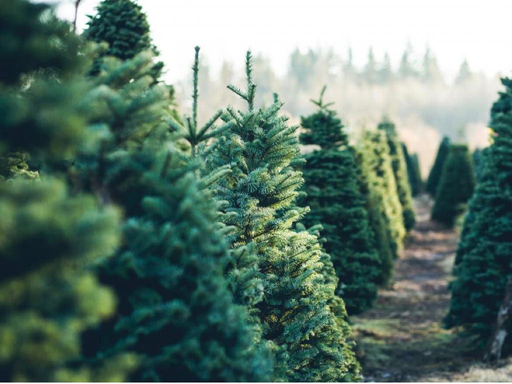 La Comunidad de Madrid recuerda la prohibición de replantar en el monte los abetos navideños