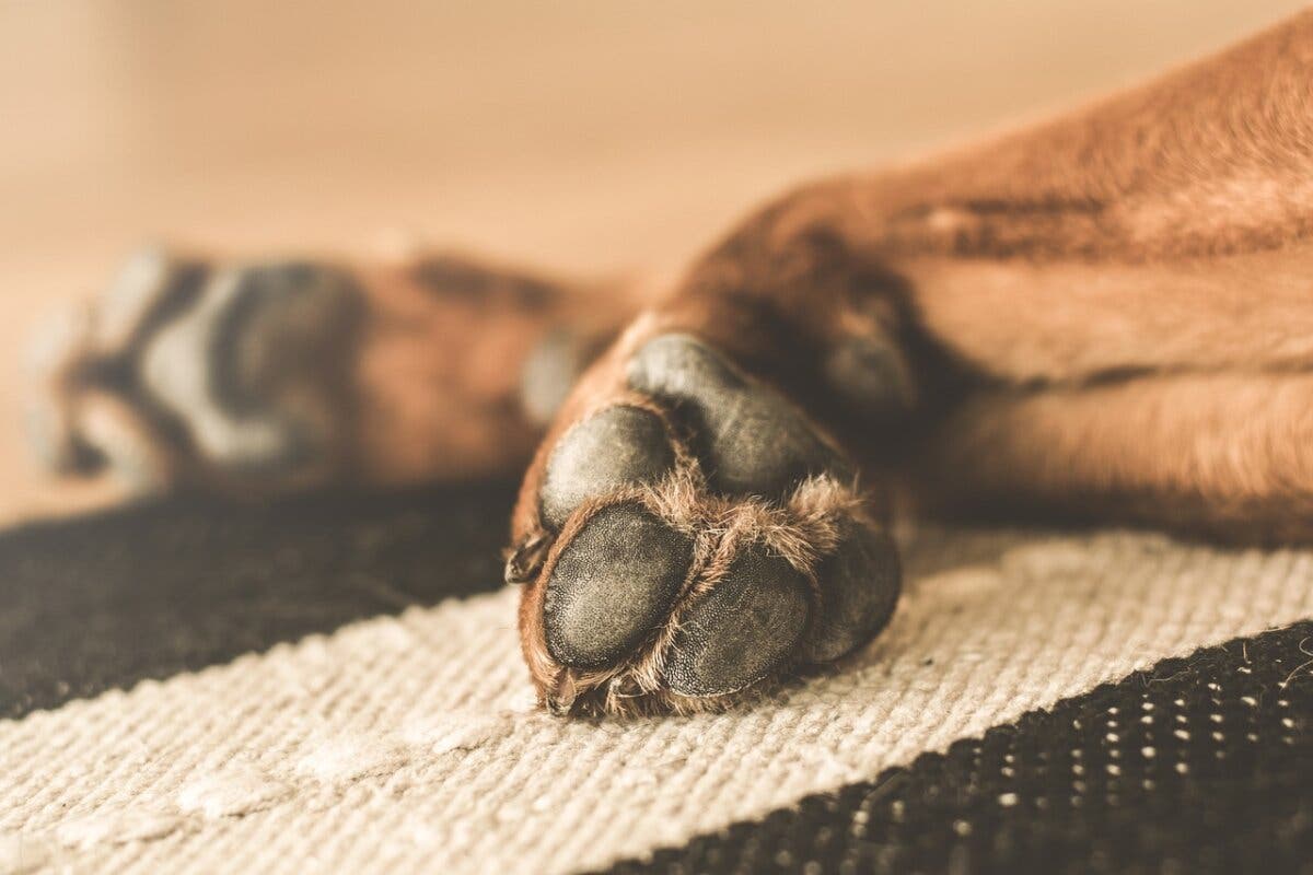Aparece muerto uno de los dos perros que atacaron a tres personas en Vallecas