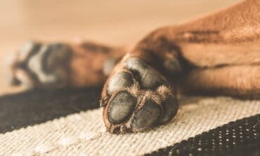 Aparece muerto uno de los dos perros que atacaron a tres personas en Vallecas