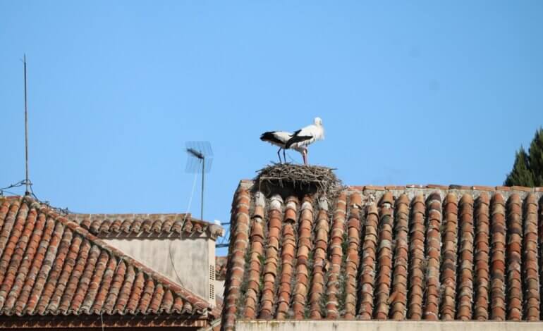 Alcalá de Henares cerró 2024 con un censo de 105 parejas de cigüeñas blancas