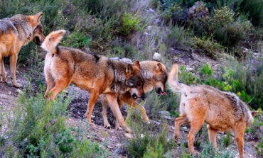 Alerta y preocupación por los ataques de lobos en la Comunidad de Madrid: se duplicarán las ayudas a ganaderos