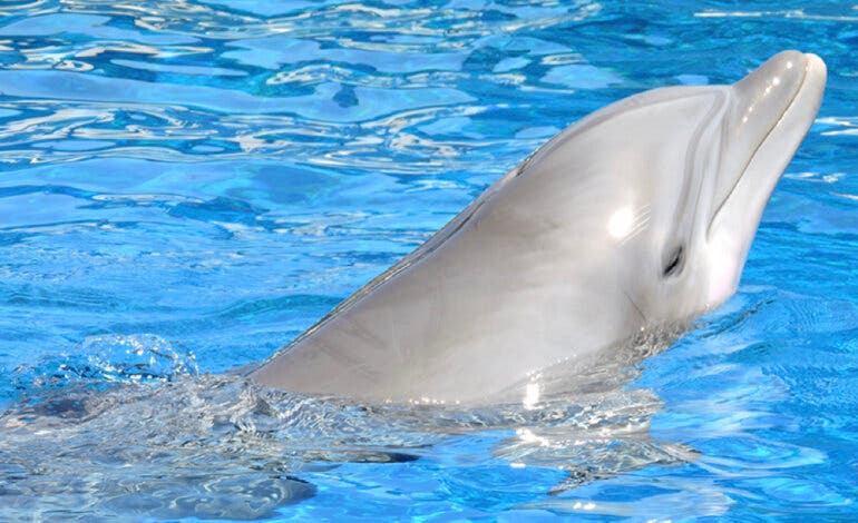 El Zoo de Madrid cierra el delfinario y envía a los delfines a China