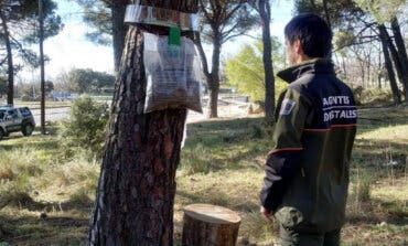 El 112 de la Comunidad de Madrid alerta: «Cuidado con la oruga procesionaria que está proliferando en las últimas semanas»