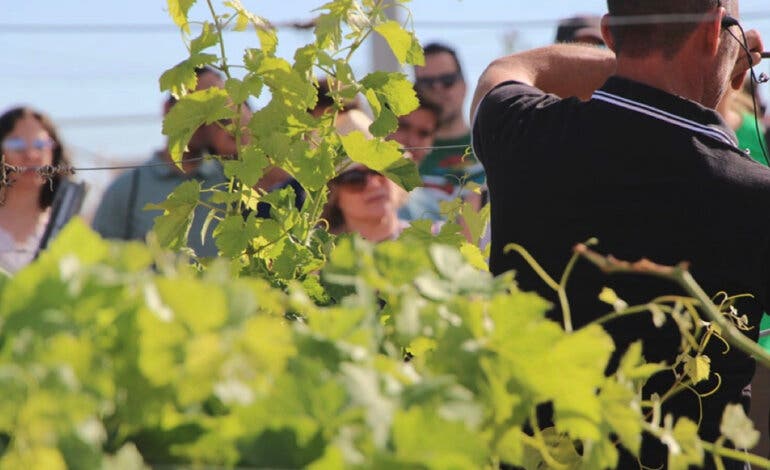 Los vinos de Arganda se hacen con el oro en Vinespaña por cuarto año consecutivo