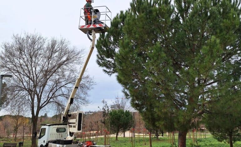 Alcalá de Henares lanza una campaña contra la procesionaria con endoterapia y eliminación de nidos