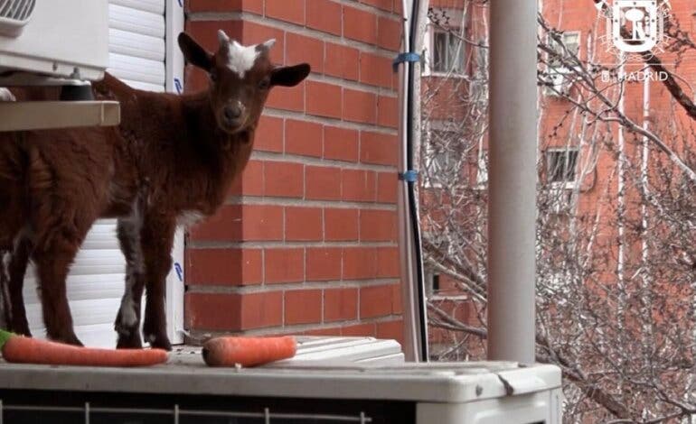 El misterio de la cabra rescatada de la ventana de un quinto piso en Madrid 