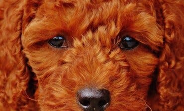 Una denuncia en Madrid permite desmantelar un grupo que vendía por Internet caniches toy con falso pedigrí
