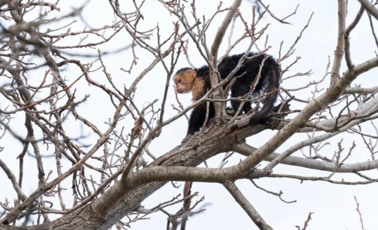 Rescatan a un mono capuchino de un árbol en Mejorada del Campo