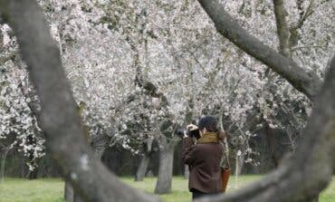 El espectacular paisaje de floración de los 1.900 almendros de la Quinta de los Molinos de Madrid