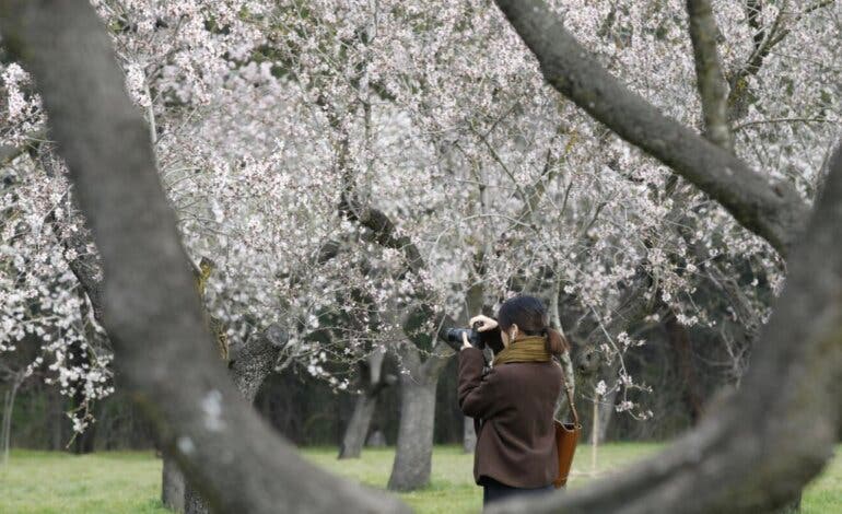 El espectacular paisaje de floración de los 1.900 almendros de la Quinta de los Molinos de Madrid