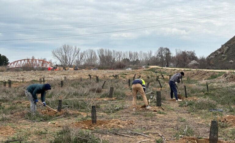 Mejorada del Campo planta 3.000 especies de árboles y arbustos en Las Islillas