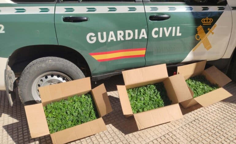 Detenido en Torrejón del Rey un conductor que transportaba 450 plantas de marihuana 