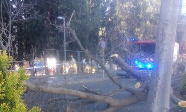 Cae un árbol de grandes dimensiones en Coslada tras el impacto de un camión que se dio a la fuga