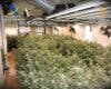 Desmantelada en Guadalajara una plantación de marihuana con 670 plantas