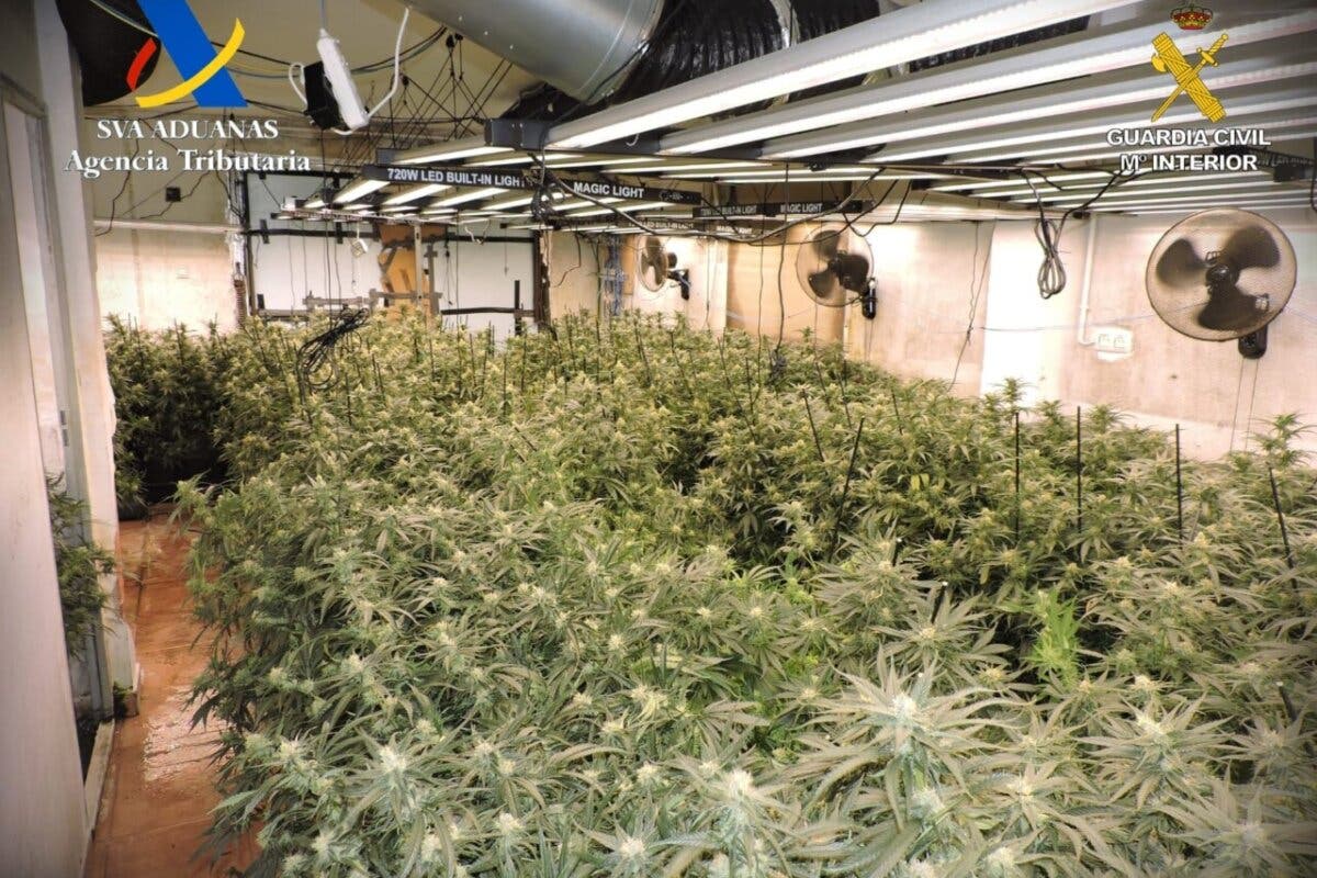 Desmantelada en Guadalajara una plantación de marihuana con 670 plantas