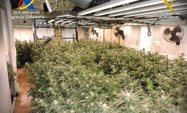 Desmantelada en Guadalajara una plantación de marihuana con 670 plantas