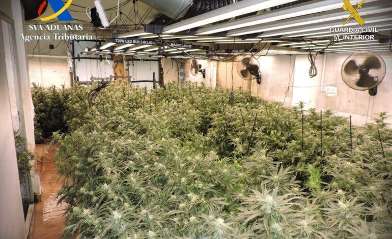 Desmantelada en Guadalajara una plantación de marihuana con 670 plantas