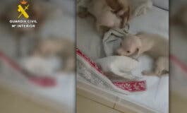 Identifican gracias al ADN al responsable de arrojar a la basura a tres cachorros de perro en Collado Mediano