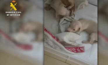 Identifican gracias al ADN al responsable de arrojar a la basura a tres cachorros de perro en Collado Mediano