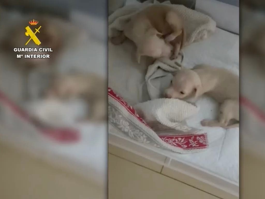 Identifican gracias al ADN al responsable de arrojar a la basura a tres cachorros de perro en Collado Mediano