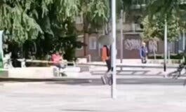 Denuncian el exterminio de cotorras a tiros en parques de Alcalá de Henares