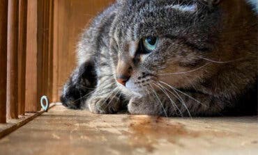 Un Ayuntamiento madrileño multa con 9.000 euros a un vecino por abandonar a un gato en la calle