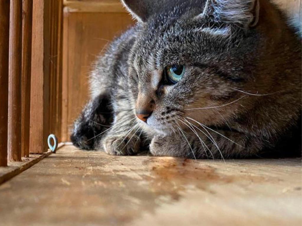 Un Ayuntamiento madrileño multa con 9.000 euros a un vecino por abandonar a un gato en la calle