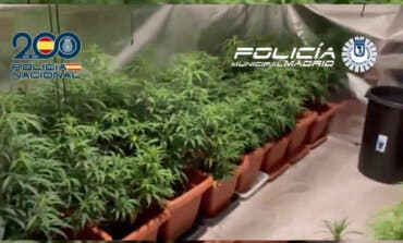 Golpe a un clan familiar dedicado al cultivo y tráfico de marihuana: hay 21 detenidos entre Madrid y Toledo