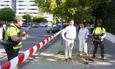 Torrejón intensifica el desbroce de alcorques en todos los barrios tras las lluvias