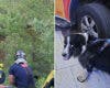 Rescatada una mujer en Madrid tras lanzarse al Manzanares para salvar a su perro