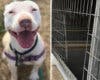 Encuentran a Prada, la perrita robada hace más de un año en Torrejón de Ardoz