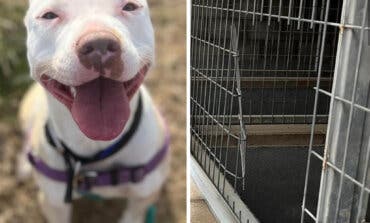 Encuentran a Prada, la perrita robada hace más de un año en Torrejón de Ardoz