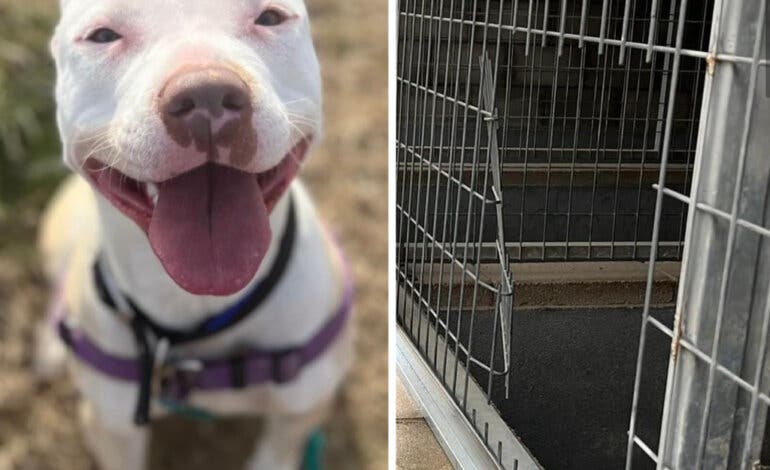 Encuentran a Prada, la perrita robada hace más de un año en Torrejón de Ardoz