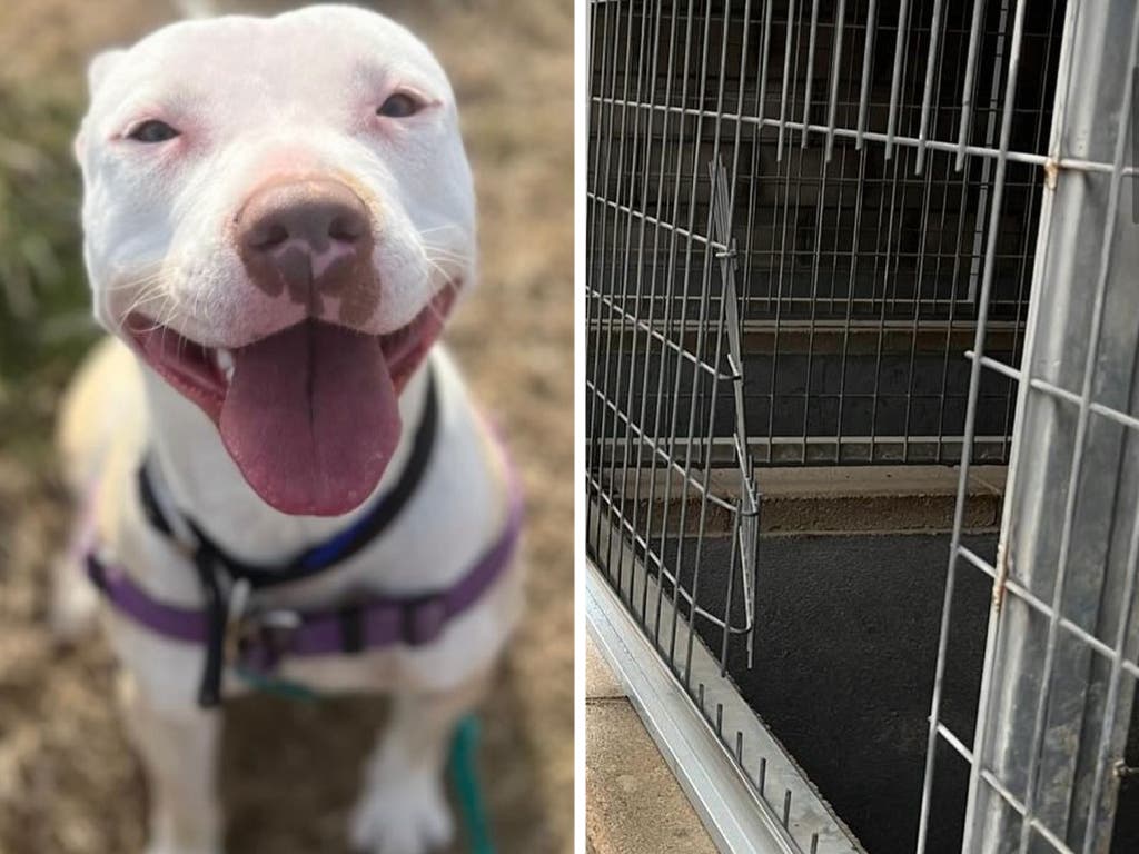 Encuentran a Prada, la perrita robada hace más de un año en Torrejón de Ardoz