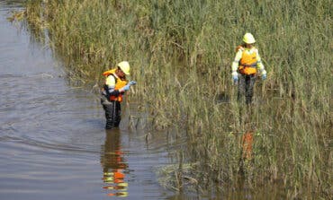 Madrid refuerza los trabajos para combatir la mosca negra en el río Manzanares