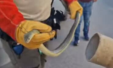 Rescatan en Villarejo de Salvanés a una culebra bastarda escondida en el motor de un coche