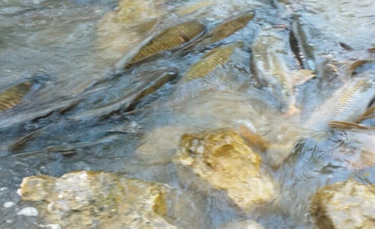 Miles de peces mueren asfixiados y Sacedón acusa a la Confederación del Tajo de un atentado ecológico