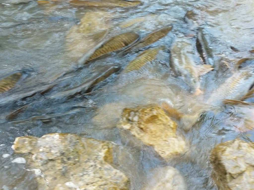 Miles de peces mueren asfixiados y Sacedón acusa a la Confederación del Tajo de un atentado ecológico